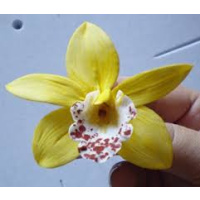SFP Sugar Flower Paste - Bl&uuml;tenpaste deckend...