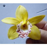 SFP Sugar Flower Paste - Blütenpaste deckend weiß ultra-fein Profiqualität 200 g Beutel MHD 28.08.23