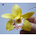 SFP Sugar Flower Paste - Blütenpaste deckend weiß ultra-fein Profiqualität 200 g Beutel MHD 28.08.23