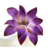Tranquille tropische Seerose lila  Feinzucker Blume -...