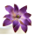 Tranquille tropische Seerose lila  Feinzucker Blume - Durchmesser  ca 127 mm - gedrahtet - daher Blätter beweglich