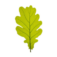 Eichenblatt Bl&auml;tter Ausstecher Set 3 teilig - Oak Leaf  fmm  Sugarcraft Cutters Gr&ouml;&szlig;en 22, 35 und 45 mm